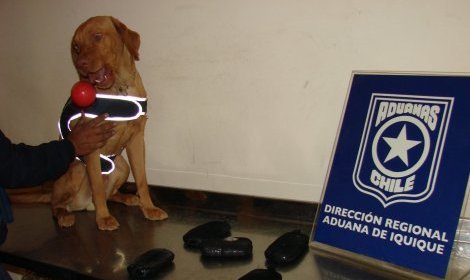 Can detector hizo arrancar a chofer de bus en la frontera con Bolivia